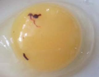 Дефіцит кальцію погіршує якість курячих яєць